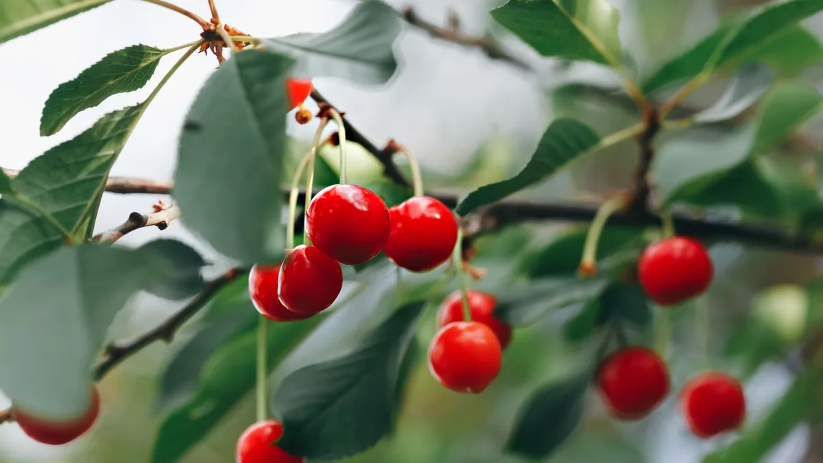 庭木として育った桜の木と伐採する時期のイメージ