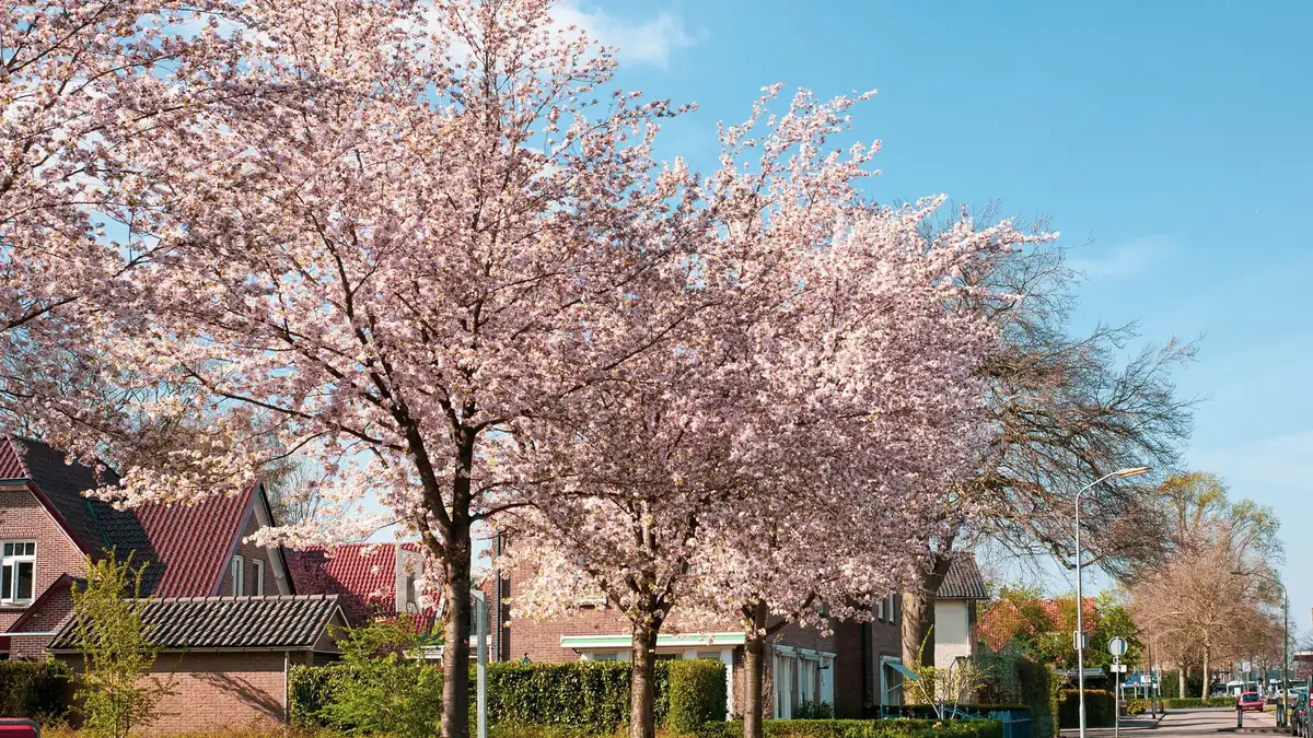 住宅街の道沿いで、枝を大きく広げて花を咲かせた桜の木