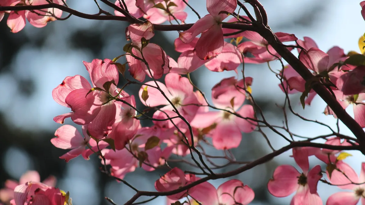 春に咲いたピンクのハナミズキの花