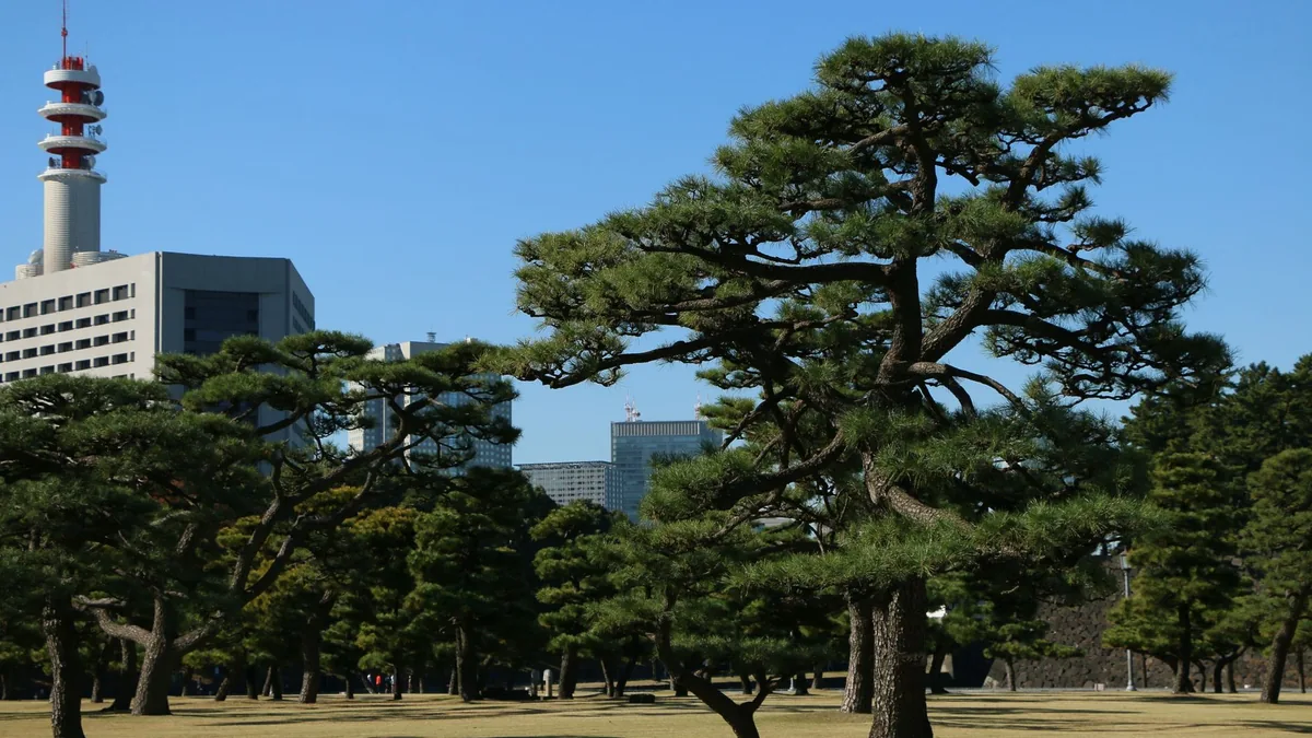 住宅の庭に立つ、育った庭木を下から見上げた様子