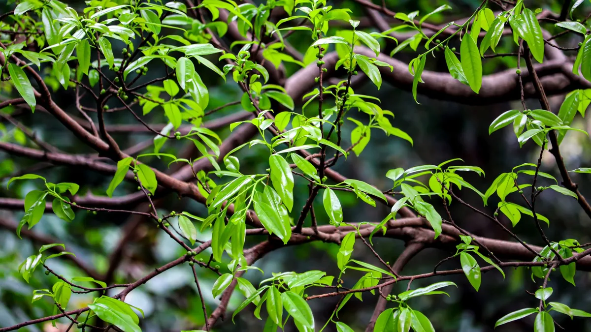 夏の日差しの下で葉を茂らせている庭木の枝葉