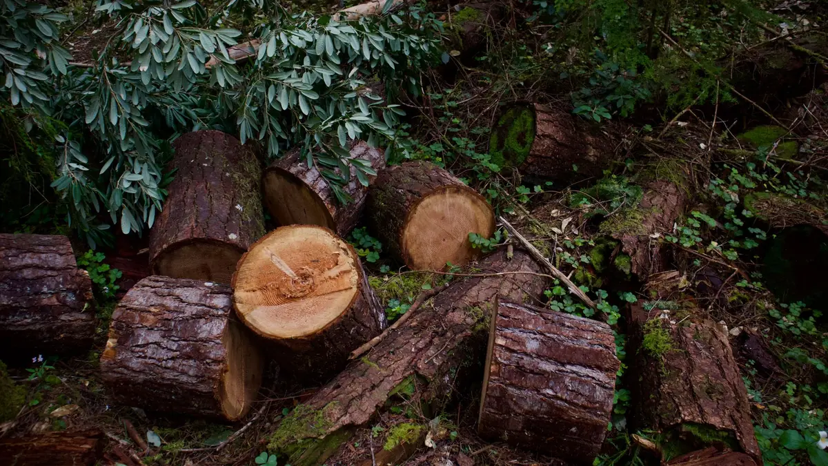 見積もりを取る前の、庭に立っている庭木の様子